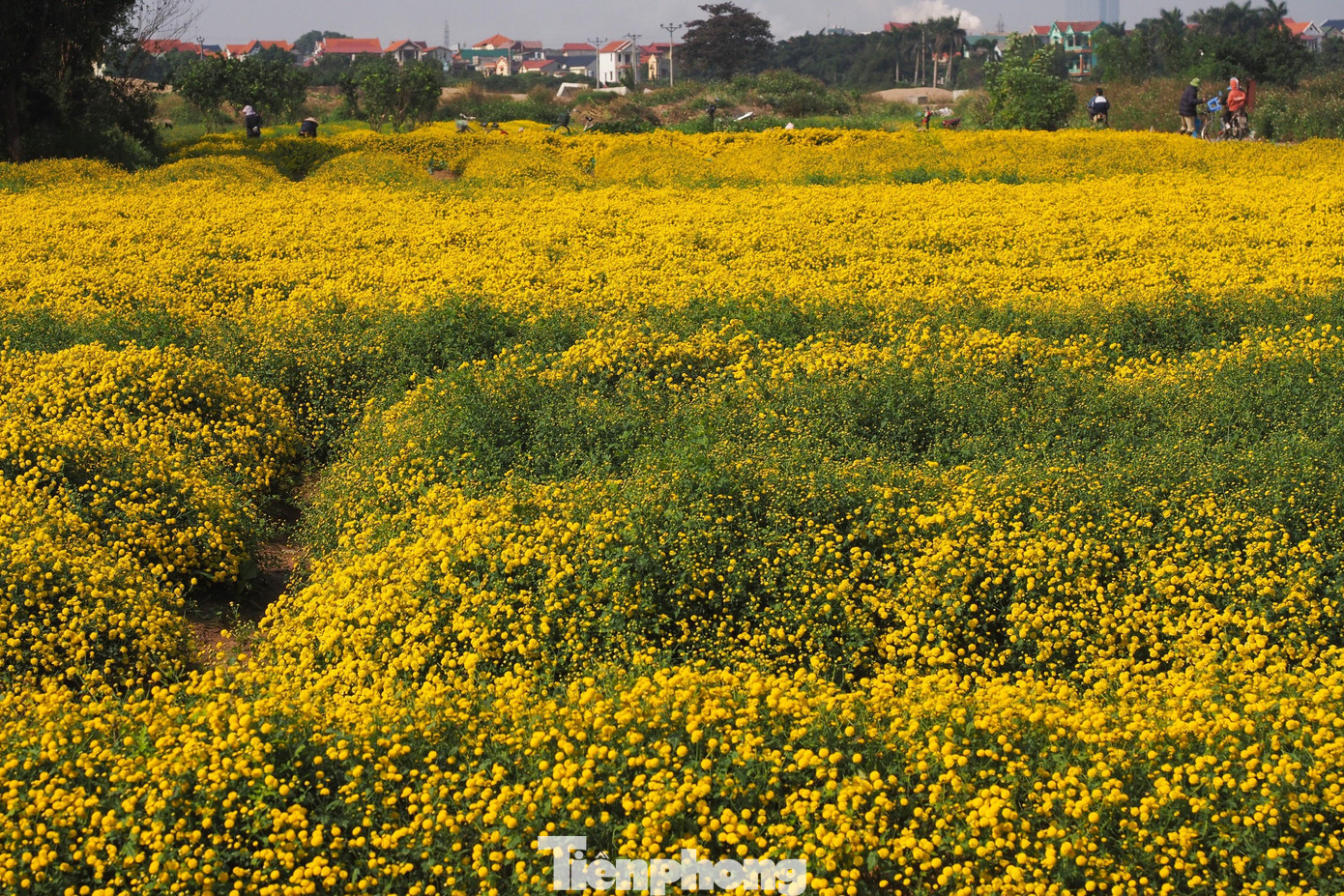 Đây cũng là một vị thuốc quý có nhiều công dụng tốt cho sức khỏe trong y học cổ truyền. Hoa cúc chi khô được dùng để pha trà hoặc làm vị thuốc, giúp thanh nhiệt, giải độc, mát gan, chữa mất ngủ rất tốt. Đây cũng là một vị thuốc quý có nhiều công dụng tốt cho sức khỏe trong y học cổ truyền. Hoa cúc chi khô được dùng để pha trà hoặc làm vị thuốc, giúp thanh nhiệt, giải độc, mát gan, chữa mất ngủ rất tốt.