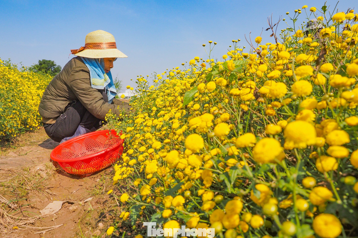 Đây cũng là một vị thuốc quý có nhiều công dụng tốt cho sức khỏe trong y học cổ truyền. Hoa cúc chi khô được dùng để pha trà hoặc làm vị thuốc, giúp thanh nhiệt, giải độc, mát gan, chữa mất ngủ rất tốt. Đây cũng là một vị thuốc quý có nhiều công dụng tốt cho sức khỏe trong y học cổ truyền. Hoa cúc chi khô được dùng để pha trà hoặc làm vị thuốc, giúp thanh nhiệt, giải độc, mát gan, chữa mất ngủ rất tốt.