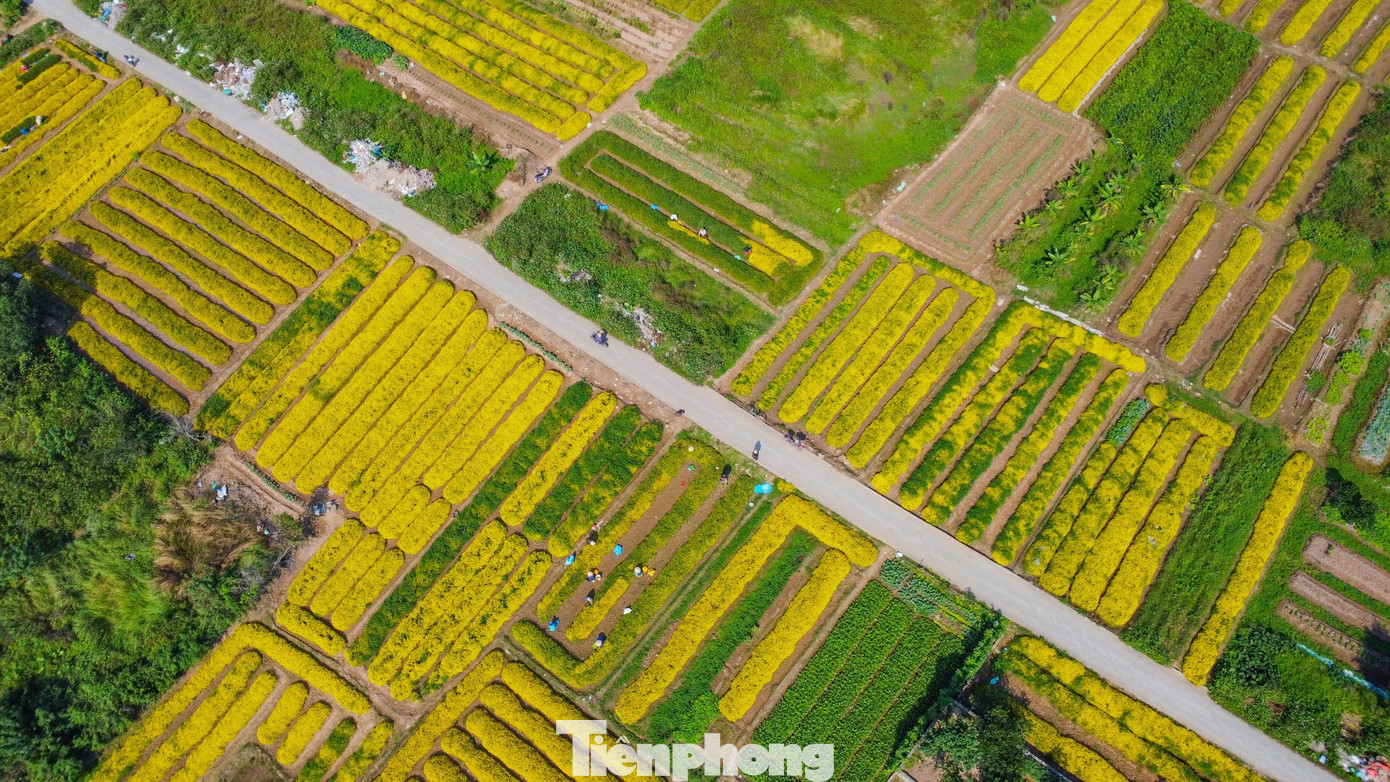 Vào chính vụ thu hoạch, cánh đồng làng Nghĩa Trai được phủ một màu vàng rực rỡ vô cùng bắt mắt của các luống hoa cúc chi. Vào chính vụ thu hoạch, cánh đồng làng Nghĩa Trai được phủ một màu vàng rực rỡ vô cùng bắt mắt của các luống hoa cúc chi.