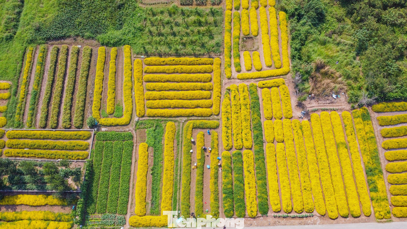 Nghĩa Trai là làng nghề truyền thống trồng và chế biến cây dược liệu lâu đời, đặc biệt là loài hoa cúc chi đã được người dân nơi đây canh tác hàng trăm năm. Nghĩa Trai là làng nghề truyền thống trồng và chế biến cây dược liệu lâu đời, đặc biệt là loài hoa cúc chi đã được người dân nơi đây canh tác hàng trăm năm.