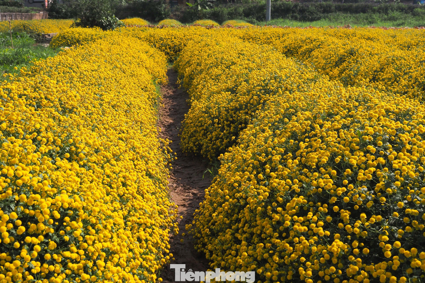 Mỗi sào hoa cúc ước tính thu được khoảng 450 kg hoa tươi, và phải cần 5-7 kg hoa tươi mới làm được 1kg hoa khô. Mỗi sào hoa cúc ước tính thu được khoảng 450 kg hoa tươi, và phải cần 5-7 kg hoa tươi mới làm được 1kg hoa khô.