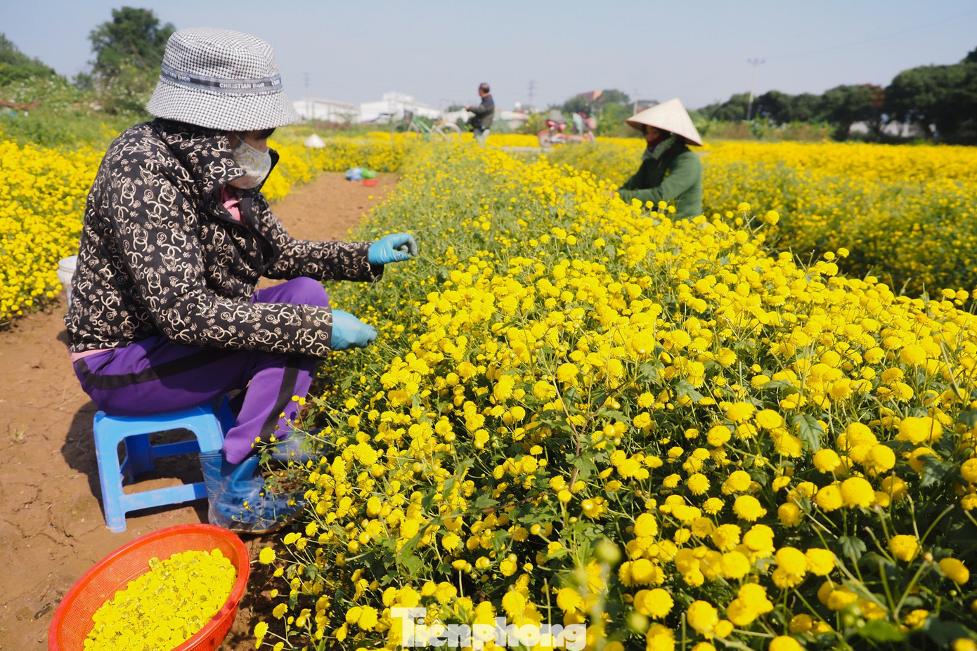 Việc thu hái hoa được thực hiện thủ công hoàn toàn, không đòi hỏi nhiều kỹ năng đặc biệt nhưng cần sự khéo léo, tỉ mỉ, kiên trì để không làm nát bông và hạn chế rụng cánh hoa. Việc thu hái hoa được thực hiện thủ công hoàn toàn, không đòi hỏi nhiều kỹ năng đặc biệt nhưng cần sự khéo léo, tỉ mỉ, kiên trì để không làm nát bông và hạn chế rụng cánh hoa.