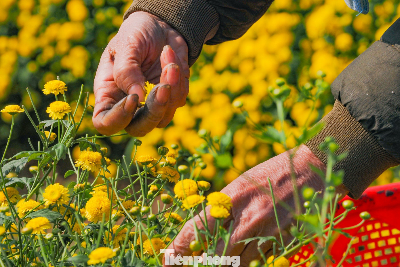 Việc thu hái hoa được thực hiện thủ công hoàn toàn, không đòi hỏi nhiều kỹ năng đặc biệt nhưng cần sự khéo léo, tỉ mỉ, kiên trì để không làm nát bông và hạn chế rụng cánh hoa. Việc thu hái hoa được thực hiện thủ công hoàn toàn, không đòi hỏi nhiều kỹ năng đặc biệt nhưng cần sự khéo léo, tỉ mỉ, kiên trì để không làm nát bông và hạn chế rụng cánh hoa.