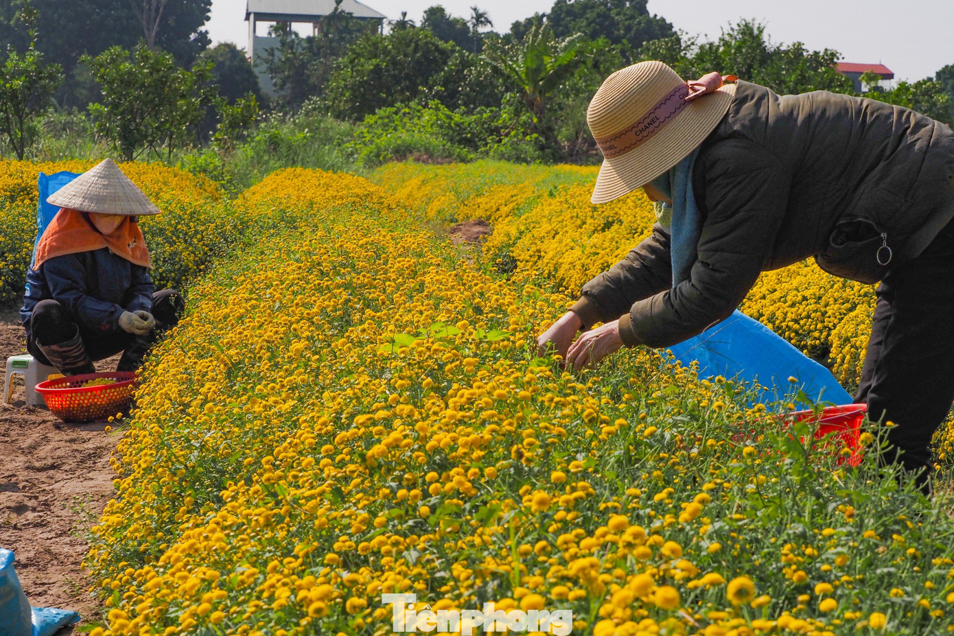 Trao đổi với PV Tiền Phong, chị Đỗ Thị Hương chủ vườn cho biết: "Hoa cúc chi bắt đầu được trồng từ tháng 6 đến tháng 12 là thu hoạch, giá bán khoảng 50.000/kg. Có 2 loại chính là sấy điện dùng để uống và sấy chế biến qua lưu huỳnh, nấu tinh dầu làm nam dược". Trao đổi với PV Tiền Phong, chị Đỗ Thị Hương chủ vườn cho biết: "Hoa cúc chi bắt đầu được trồng từ tháng 6 đến tháng 12 là thu hoạch, giá bán khoảng 50.000/kg. Có 2 loại chính là sấy điện dùng để uống và sấy chế biến qua lưu huỳnh, nấu tinh dầu làm nam dược".