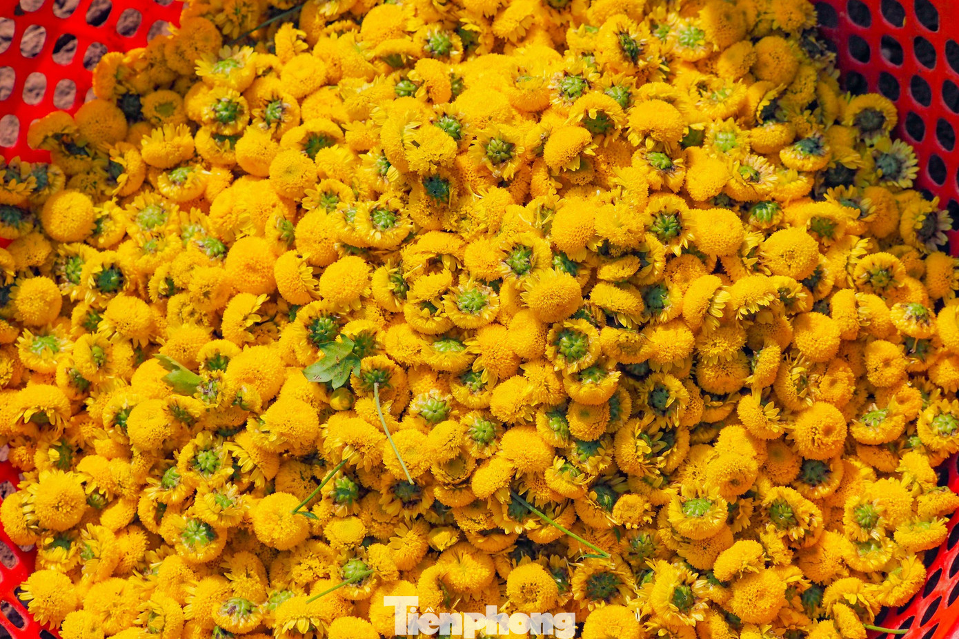 Việc thu hái hoa được thực hiện thủ công hoàn toàn, không đòi hỏi nhiều kỹ năng đặc biệt nhưng cần sự khéo léo, tỉ mỉ, kiên trì để không làm nát bông và hạn chế rụng cánh hoa. Việc thu hái hoa được thực hiện thủ công hoàn toàn, không đòi hỏi nhiều kỹ năng đặc biệt nhưng cần sự khéo léo, tỉ mỉ, kiên trì để không làm nát bông và hạn chế rụng cánh hoa.