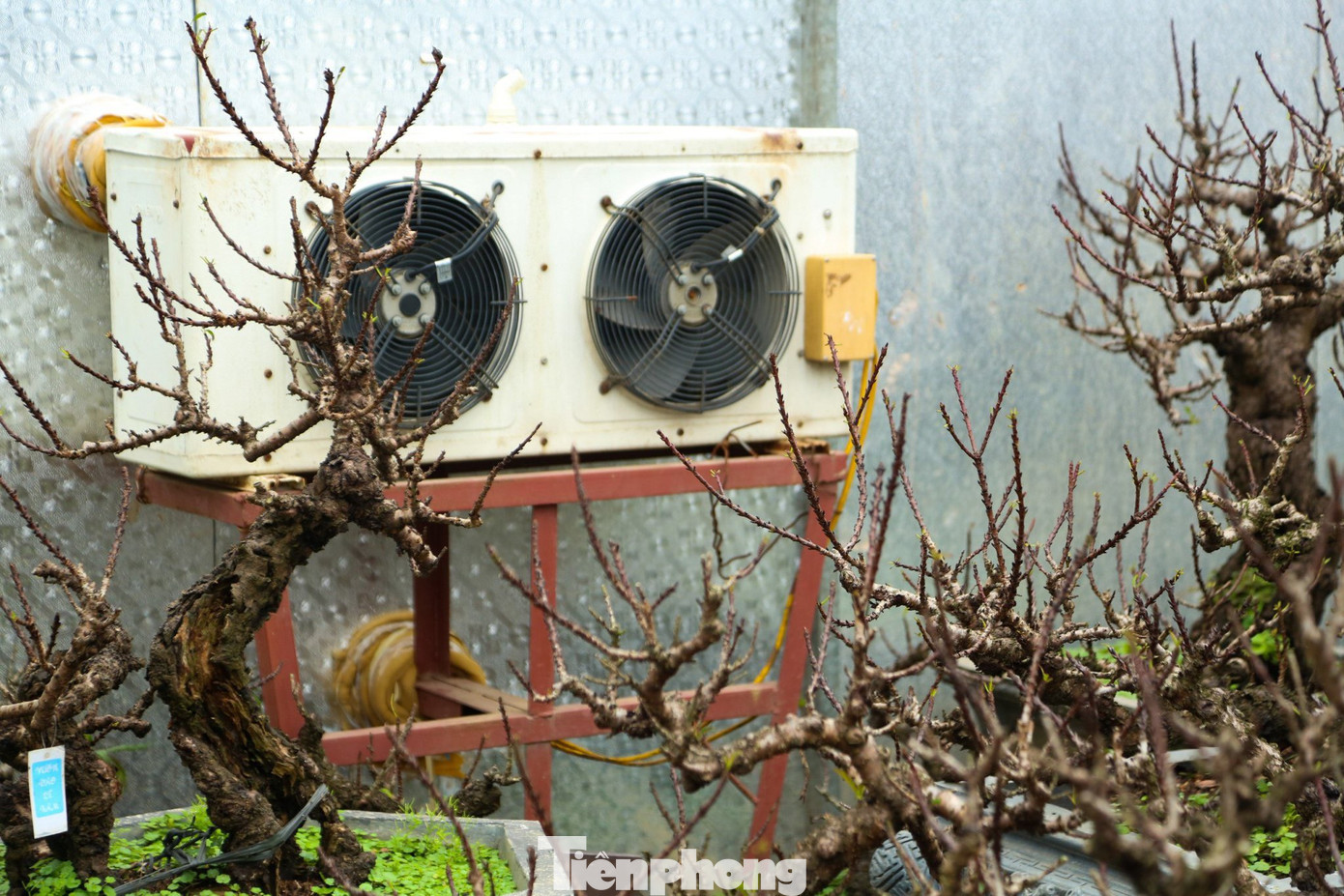 Tùy vào thời tiết mà nhà vườn sẽ điều chỉnh nhiệt độ phòng sao cho phù hợp. Nếu không, đào có thể nở hoa không đúng dịp Tết Nguyên đán.