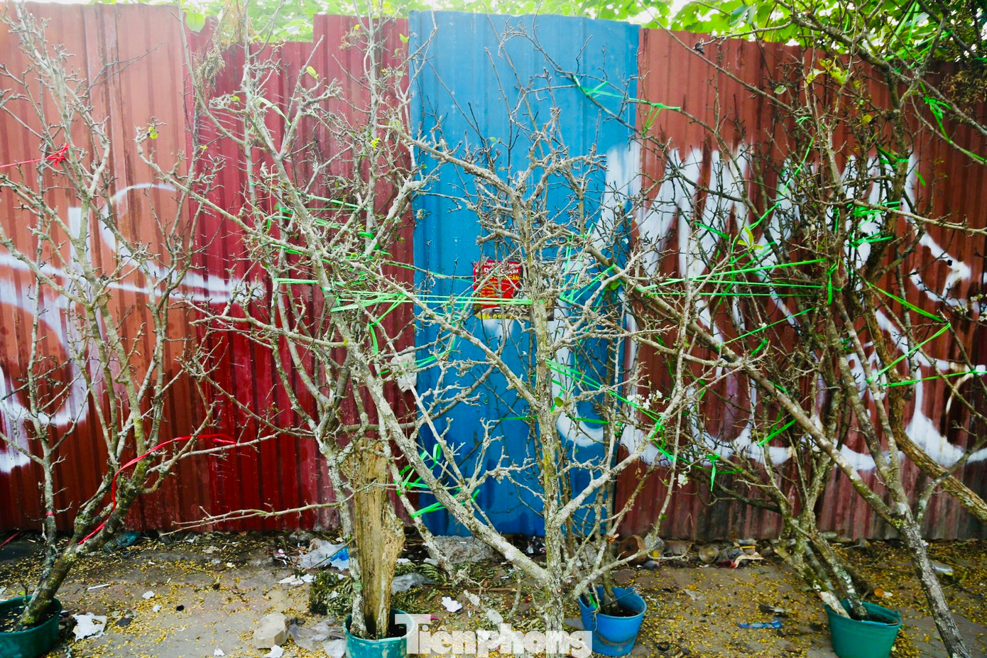 Cành hoa lê, hoa mận rừng chỉ điểm xuyết một vài bông hoa, chưa nở bung. Có những cây thậm chí còn chưa ra nụ trông như những cành "củi khô".