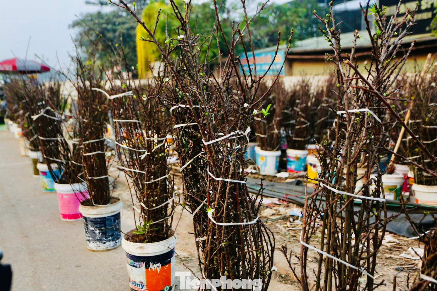 Thời điểm này, đi dọc con phố Lạc Long Quân, chợ hoa Quảng An, Tây Hồ... sẽ thấy hoa lê, hoa mận rừng đang được bày bán.