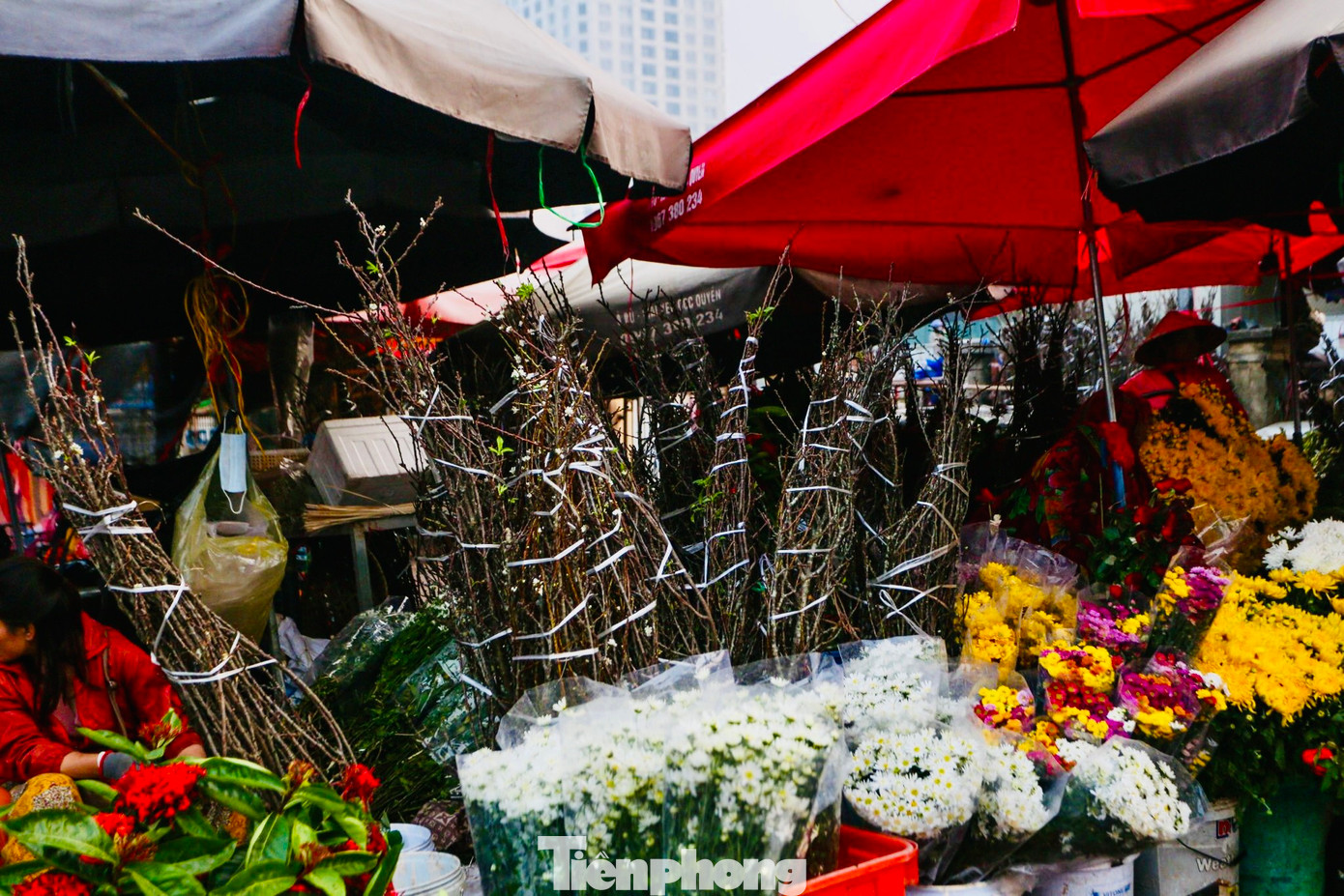 Các tiểu thương tại chợ hoa Quảng An chia sẻ, thời điểm này sẽ ưu tiên nhập hàng Tết, các loại hoa lạ như hoa mận, hoa lê vẫn được đổ về mỗi ngày để bày bán sớm để phục vụ người chơi.