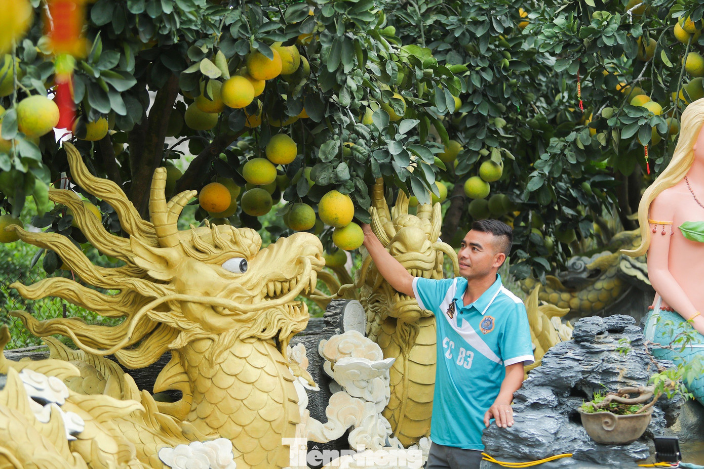 Trao đổi với PV Tiền Phong, anh Lý Văn Đức, chủ vườn bưởi ở xã Liên Nghĩa (Văn Giang, Hưng Yên) cho biết: "Từ năm 2016 anh đã tạo hình trên thân cây bưởi đã bị lũa, đục đẽo biến gốc cây đấy thành một tác phẩm nghệ thuật đẹp mắt. Tuy nhiên, do rất khó để tìm kiếm nguồn gỗ lũa nên anh đã nghĩ đến việc dùng bê tông để tạo thành các tác phẩm để làm chậu sau đó đặt cây bưởi lên".