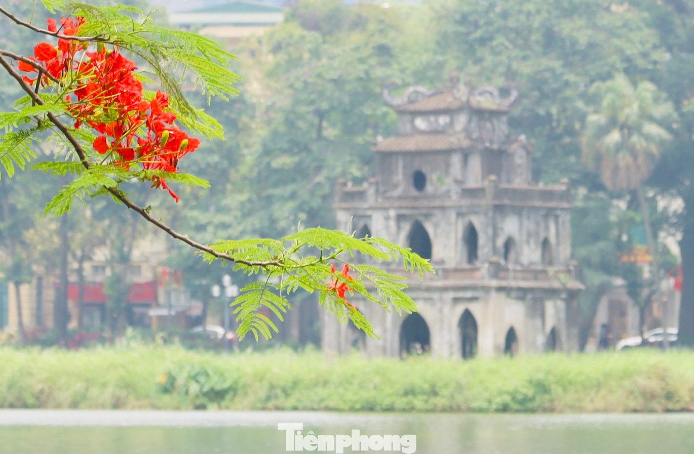 Tháp rùa hồ Hoàn Kiếm được điểm tô bởi sắc đỏ của hoa phượng.