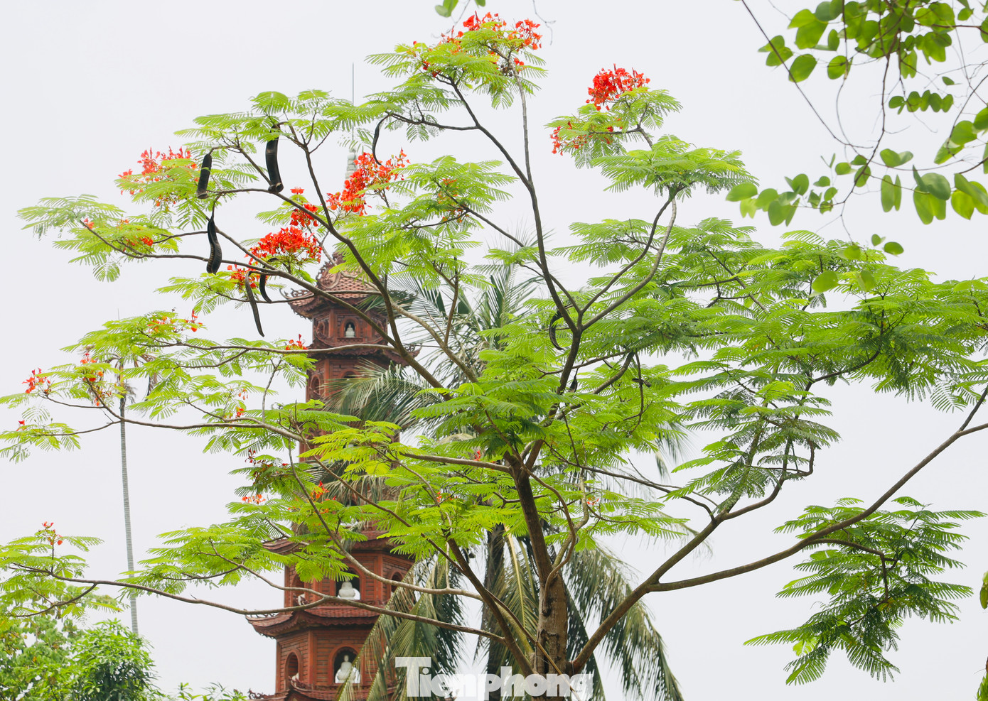 Khi hoa bằng lăng bắt đầu tàn cũng là thời điểm hoa phượng vĩ nở rực rỡ khắp mọi nơi.