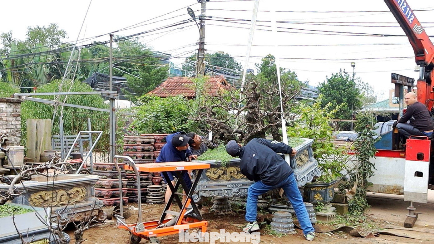 Đào thất thốn là loại cây “khó tính” nên phải được vận chuyển vào trong phòng điều hòa khép kín để các nhà vườn chăm sóc đặc biệt.
