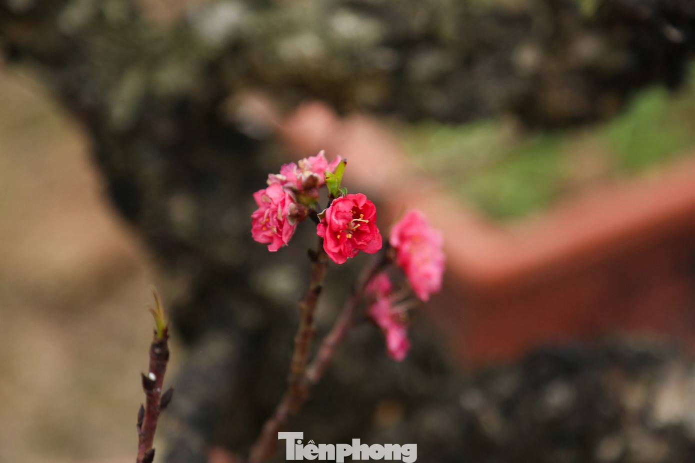 Người dân trồng đào lâu năm chia sẻ: "Đào thất thốn là 7 thốn, mỗi thốn tương đương với một đốt ngón tay. Lá đào dài 7 thốn, cây phát triển đến 7 thốn thì lại chia cành một lần. Một thốn có 7 bông hoa".