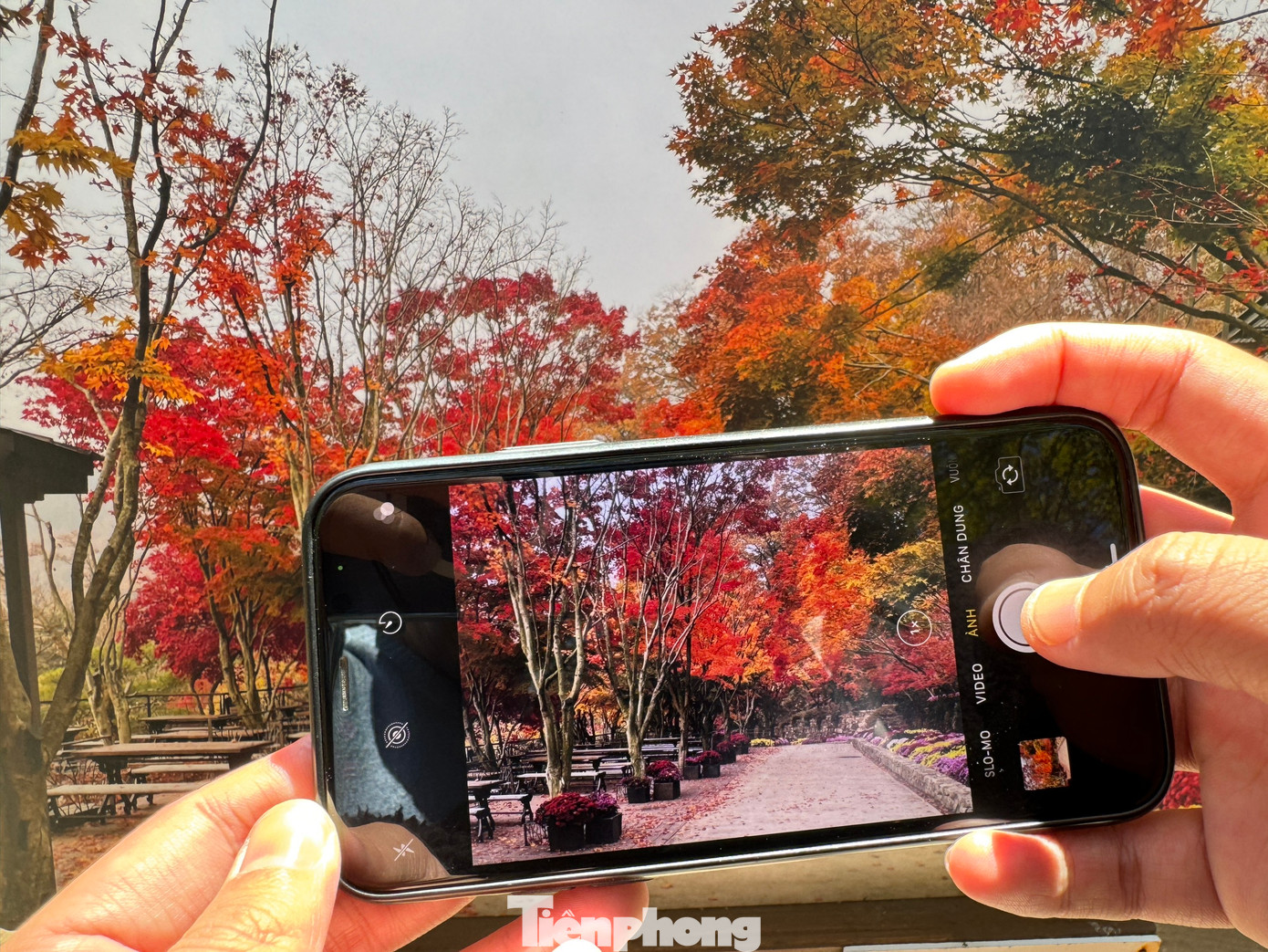 Các gia đình, cặp đôi thoải mái chụp ảnh check-in lưu giữ những khoảnh khắc tuyệt đẹp dưới tán lá.