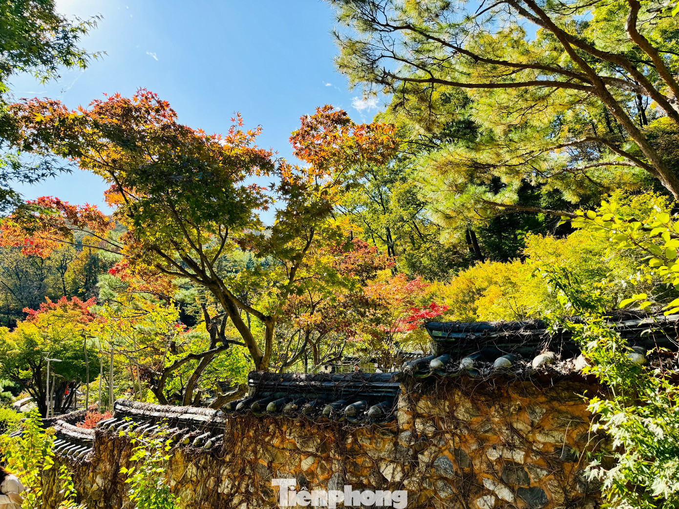 Đây là thời điểm đẹp nhất trong năm của xứ sở Kim Chi với bầu trời trong xanh, thời tiết se lạnh dễ chịu, trời trong xanh dưới ánh nắng ấm áp, nhẹ nhàng.