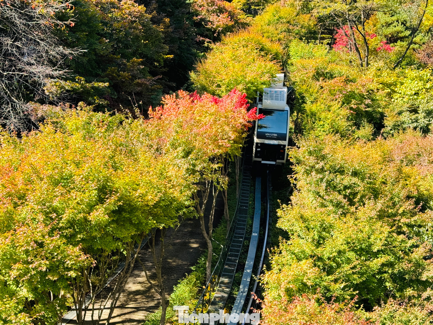 Bên trong khu rừng là những con đường lá vàng, lá đỏ rực rỡ. Du khách có thể lựa chọn đi cáp treo, tàu điện để thỏa mãn chiêm ngưỡng.