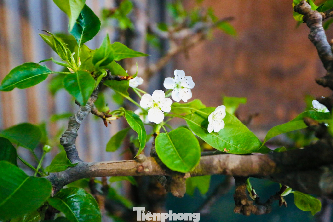 Hoa lê nở theo chùm có cánh mỏng, trắng muốt mang vẻ đẹp thanh tao từ miền sơn cước.