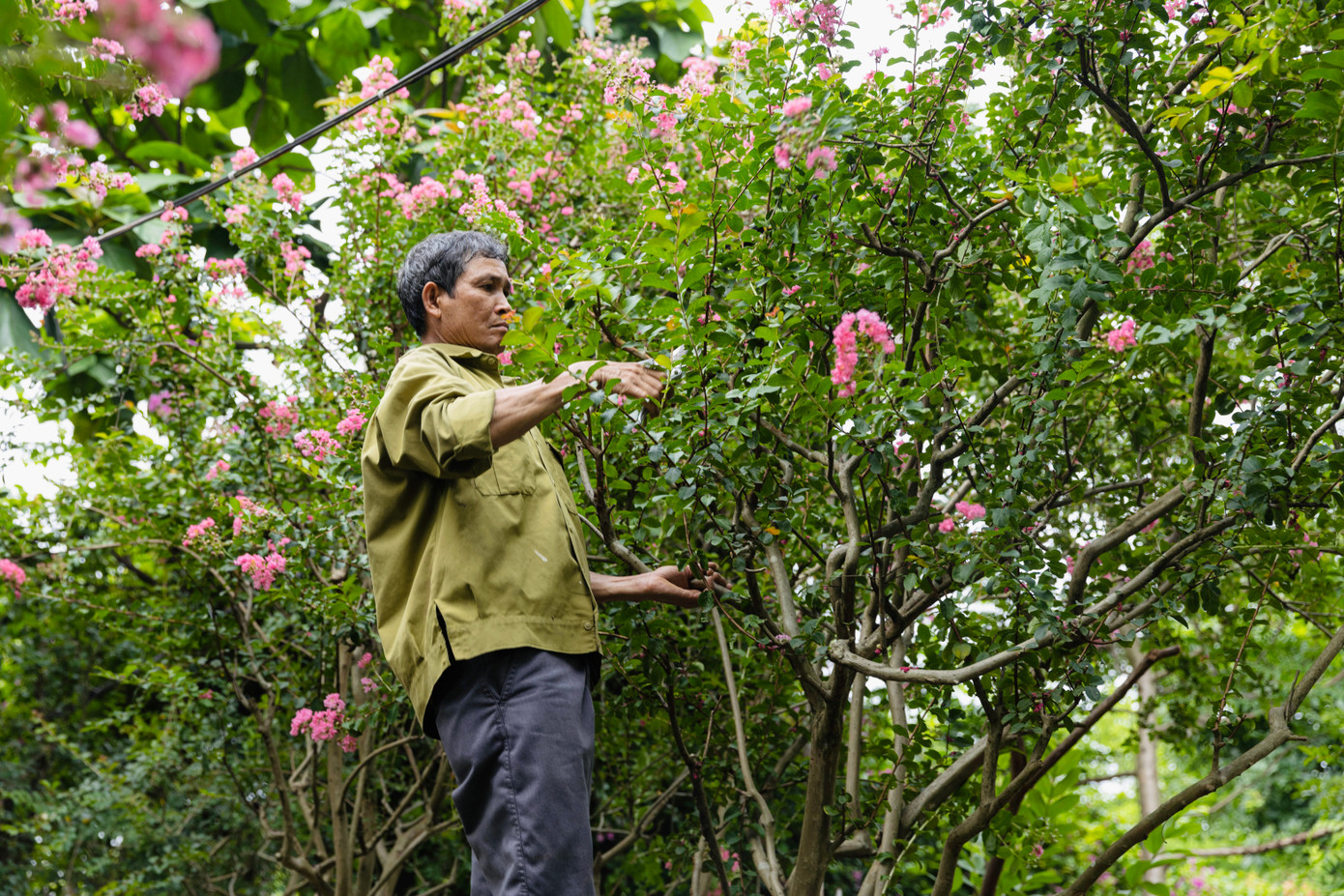 Đại diện công viên Thực vật cảnh Việt Nam cho biết, những cây hoa tường vi ở đây đều được trồng hơn 10 năm qua, hiện tại thời điểm này cây đang cho ra hoa đẹp nhất.