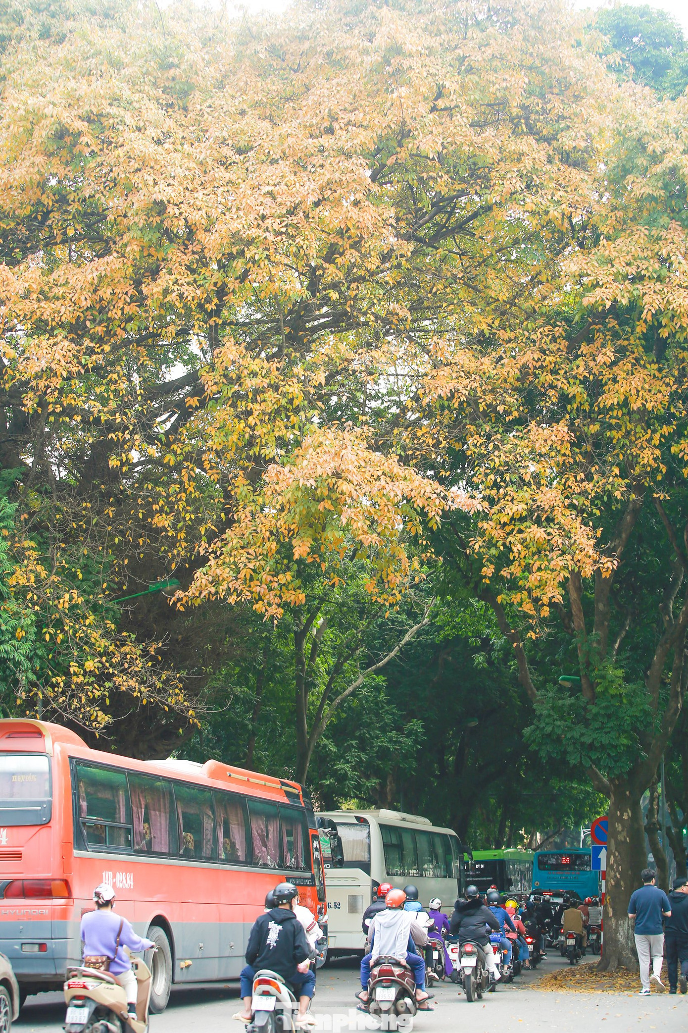 Đường phố Hà Nội vàng rực bước vào mùa thay lá như được trải "tấm thảm" lá vàng ươm rực rỡ.