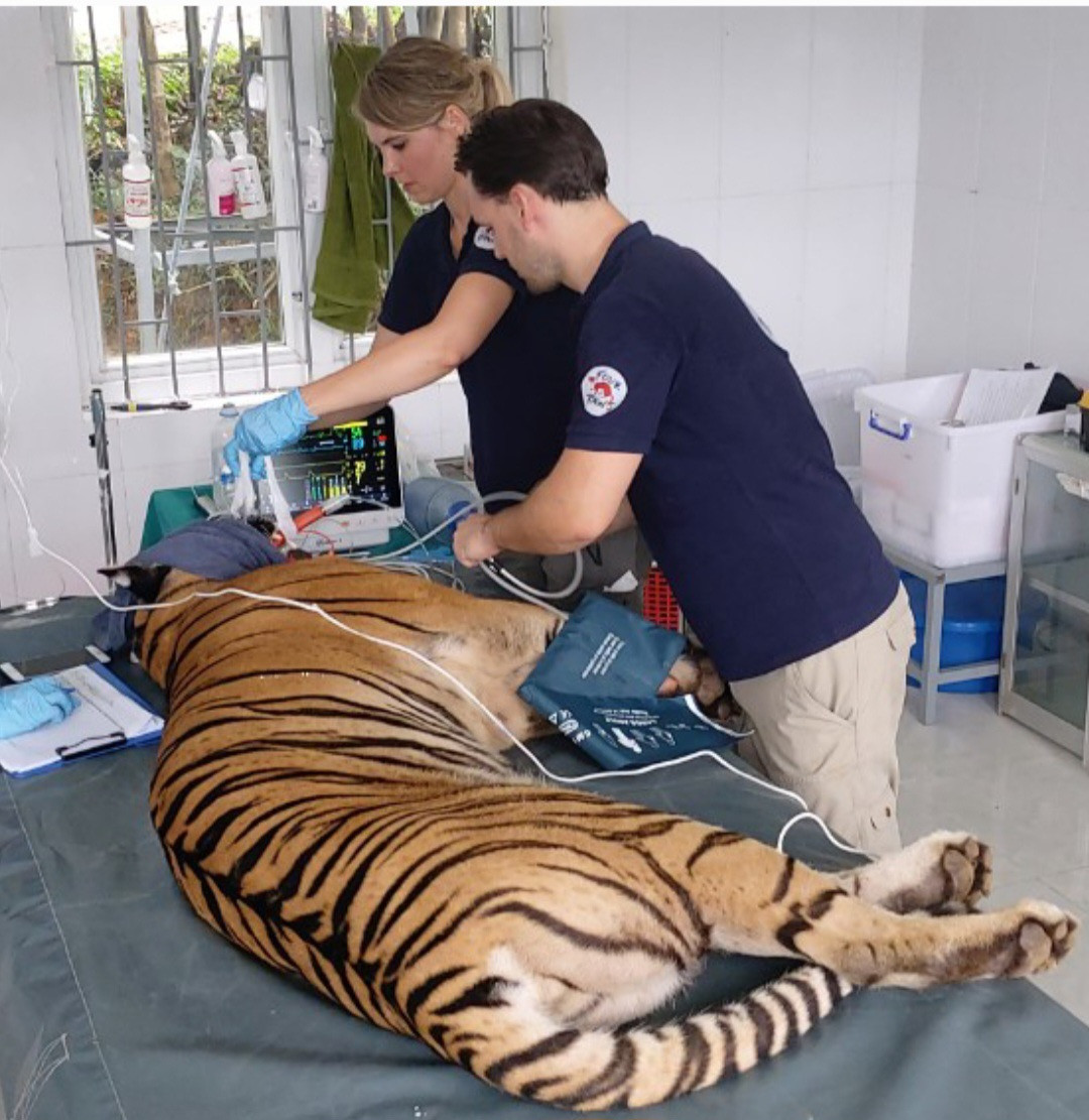 Những cá thể hổ tại VQG Phong Nha - Kẻ Bàng được xem là đã trưởng thành, đều nặng trên 100kg Những cá thể hổ tại VQG Phong Nha - Kẻ Bàng được xem là đã trưởng thành, đều nặng trên 100kg