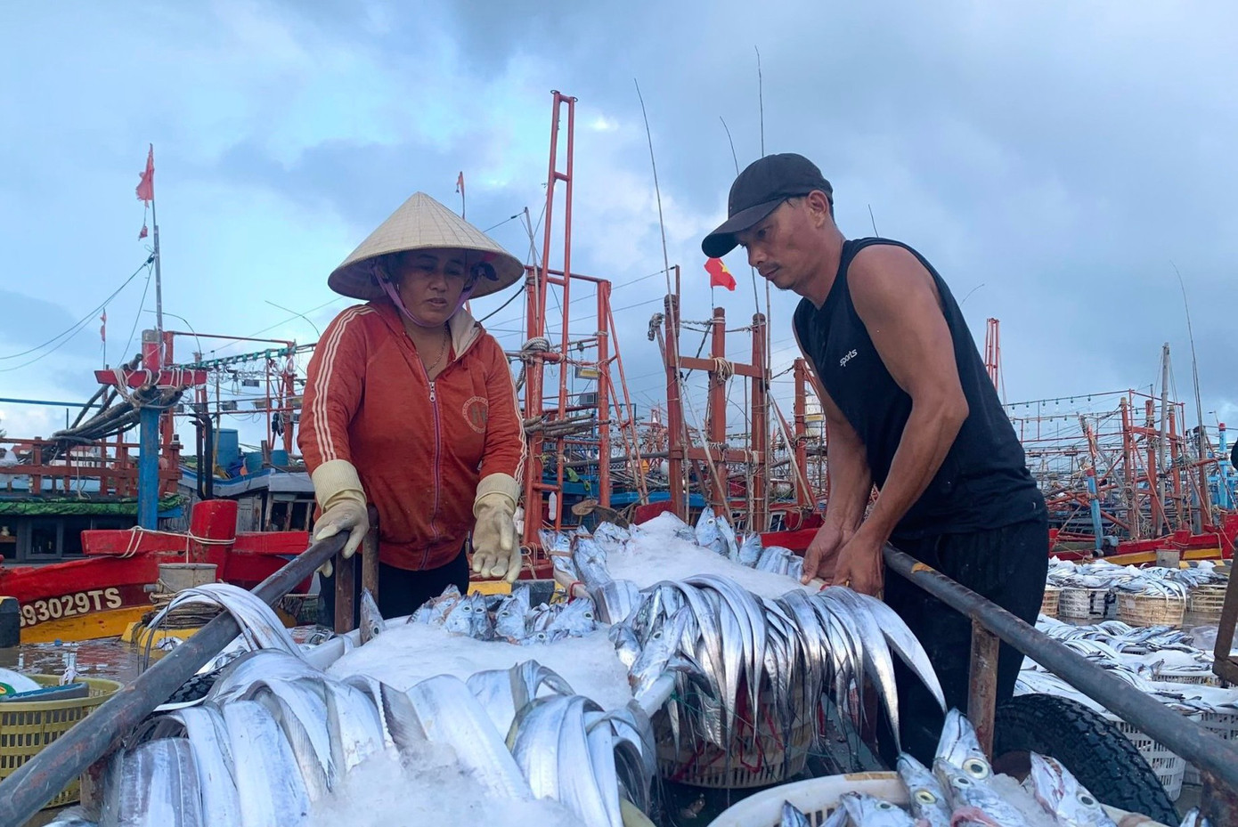 Theo thống kê, sản lượng đánh bắt của xã Cảnh Dương năm nay cao hơn năm trước 1.000 tấn.