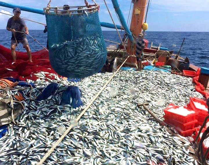 Tàu anh Cảnh trúng luồng cá nục trong một chuyến ra khơi. Tàu anh Cảnh trúng luồng cá nục trong một chuyến ra khơi.