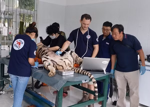 Các chuyên gia đang thăm khám các cá thể hổ Các chuyên gia đang thăm khám các cá thể hổ