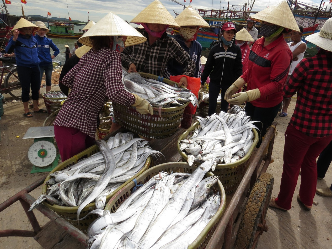 Điều đáng ngạc nhiên là ngư dân xã Cảnh Dương không vi phạm IUU.