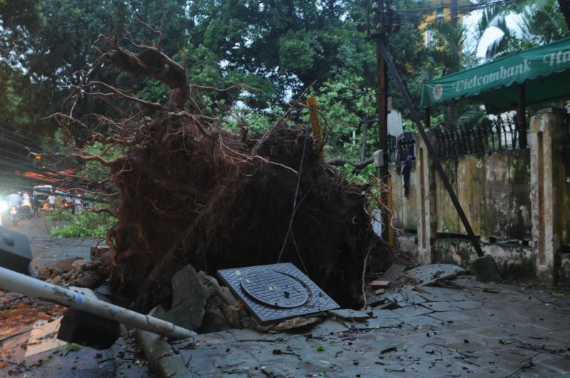 Ngã tư Nguyễn Du - Trần Bình Trọng, một cây xà cừ cổ thụ khác cũng bật gốc, đổ ập xuống lòng đường, quật ngã hai người đi xe máy, đè lên cả hai ô tô đỗ trên vỉa hè