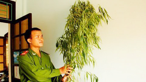 Cây cần sa bị thu giữ. Cây cần sa bị thu giữ