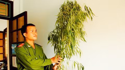 Cây cần sa bị thu giữ