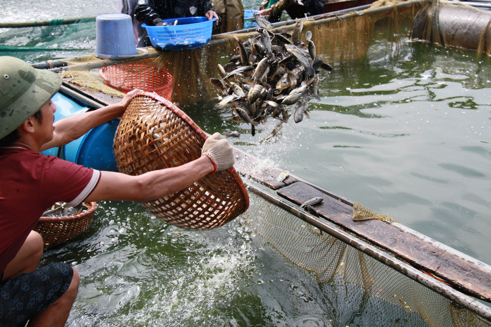 Số cá này sẽ được vận chuyển đến thả ở một số nơi khác. Ảnh: Trường Phong