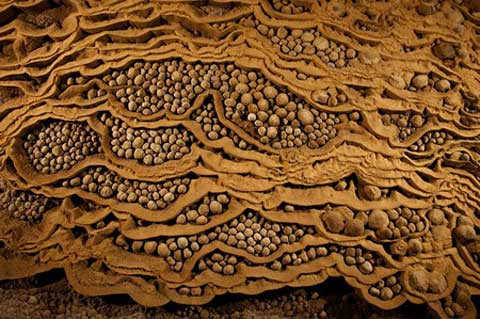 Qua hàng vạn năm, tinh thể canxi đã bao bọc những hạt cát nhỏ để tạo thành những “viên ngọc trai” khổng lồ. “Bộ sưu tập ngọc trai” vô giá này nằm cách không xa Vườn địa đàng trong lòng hang