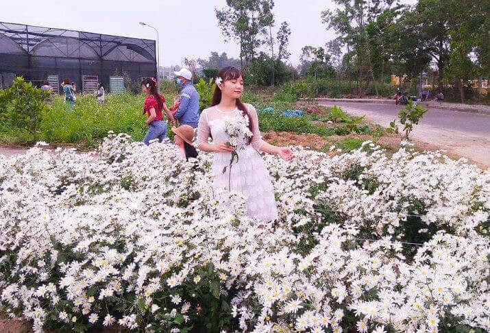 Đà Nẵng: Cúc họa mi đang mùa nở rộ, bạn đã kịp chụp bộ ảnh “sống ảo” nào chưa? ảnh 5