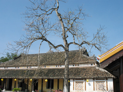 Cây ngô đồng ở trước điện Cần Chánh và nhà Hữu Vu . Ảnh: Thanh Tùng