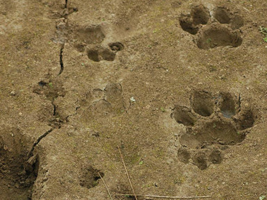 Vết chân hổ thông thường, có móng vuốt rút vào trong đệm thịt. Ảnh: myhimalayas.com