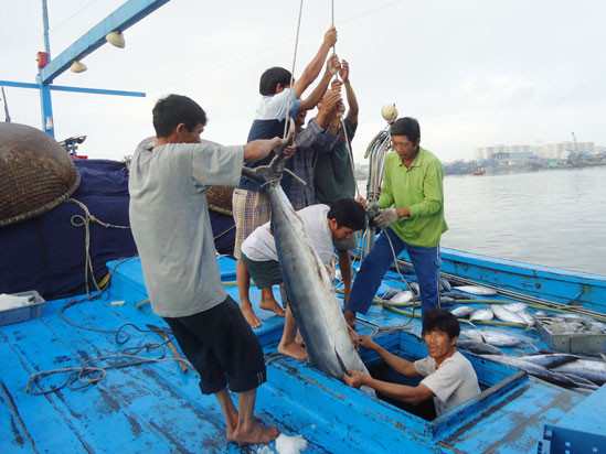 Những chuyến biển bội thu. Ảnh: N.C