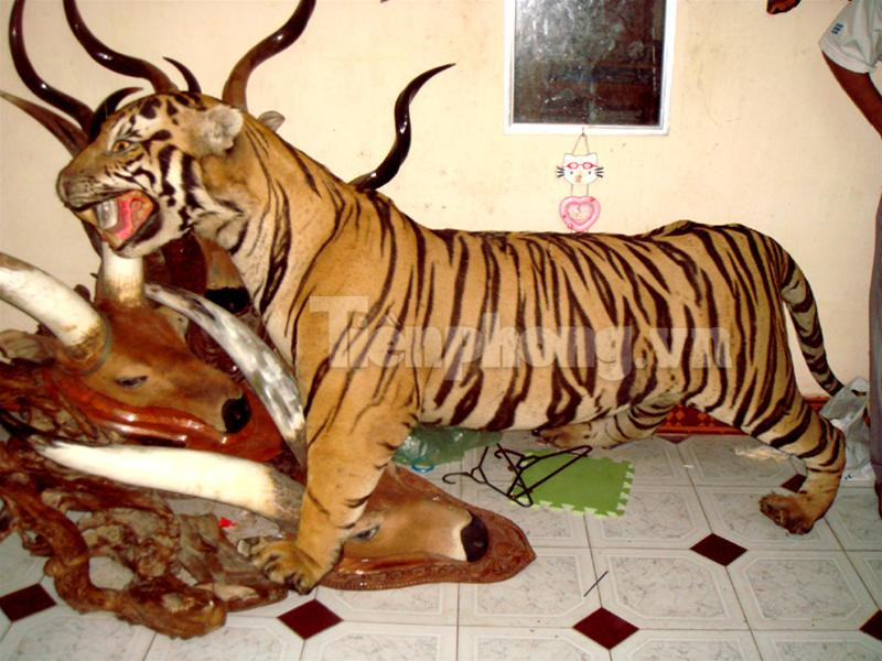 Con hổ bị xẻ làm đôi trong chiếc thùng đông lạnh cỡ lớn Chiếc đầu và một nửa khác của con hổ thứ hai vứt trong góc nhà bẩn thỉu 2 miếng thịt hổ lớn vứt trong nhà vệ sinh, một miếng nằm ngay trên bệ xí Hai nồi cao khỉ được nấu công khai ở sân khu tập thể Đĩa đựng óc và cặp mắt hổ Nồi cao khỉ đang được nấu Bộ da hổ còn nguyên đựng trong thùng đông lạnh thứ hai Lực lượng công an thẩm vấn những đối tượng liên quan 4 chiếc ngà voi bị thu giữ Bộ da hổ nhồi cùng 2 đầu hươu còn nguyên sừng Con hổ bị xẻ làm đôi trong chiếc thùng đông lạnh cỡ lớn Chiếc đầu và một nửa khác của con hổ thứ hai vứt trong góc nhà bẩn thỉu 2 miếng thịt hổ lớn vứt trong nhà vệ sinh, một miếng nằm ngay trên bệ xí Hai nồi cao khỉ được nấu công khai ở sân khu tập thể Đĩa đựng óc và cặp mắt hổ Nồi cao khỉ đang được nấu Bộ da hổ còn nguyên đựng trong thùng đông lạnh thứ hai Lực lượng công an thẩm vấn những đối tượng liên quan 4 chiếc ngà voi bị thu giữ Bộ da hổ nhồi cùng 2 đầu hươu còn nguyên sừng