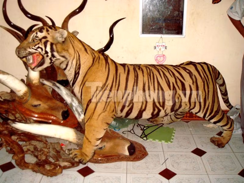 Con hổ bị xẻ làm đôi trong chiếc thùng đông lạnh cỡ lớn Chiếc đầu và một nửa khác của con hổ thứ hai vứt trong góc nhà bẩn thỉu 2 miếng thịt hổ lớn vứt trong nhà vệ sinh, một miếng nằm ngay trên bệ xí Hai nồi cao khỉ được nấu công khai ở sân khu tập thể Đĩa đựng óc và cặp mắt hổ Nồi cao khỉ đang được nấu Bộ da hổ còn nguyên đựng trong thùng đông lạnh thứ hai Lực lượng công an thẩm vấn những đối tượng liên quan 4 chiếc ngà voi bị thu giữ Bộ da hổ nhồi cùng 2 đầu hươu còn nguyên sừng Con hổ bị xẻ làm đôi trong chiếc thùng đông lạnh cỡ lớn Chiếc đầu và một nửa khác của con hổ thứ hai vứt trong góc nhà bẩn thỉu 2 miếng thịt hổ lớn vứt trong nhà vệ sinh, một miếng nằm ngay trên bệ xí Hai nồi cao khỉ được nấu công khai ở sân khu tập thể Đĩa đựng óc và cặp mắt hổ Nồi cao khỉ đang được nấu Bộ da hổ còn nguyên đựng trong thùng đông lạnh thứ hai Lực lượng công an thẩm vấn những đối tượng liên quan 4 chiếc ngà voi bị thu giữ Bộ da hổ nhồi cùng 2 đầu hươu còn nguyên sừng