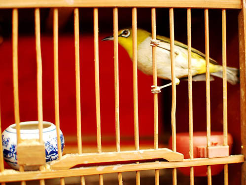 Gần đó có một khu chợ chim, phục vụ cho thú thư giãn của những cư dân ưa thích sự tĩnh lặng trong một thành phố ồn ào náo nhiệt