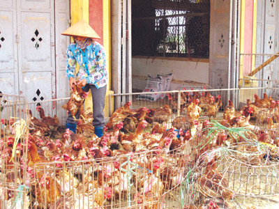 Nhiều kiốt ở chợ Hà Vỹ vẫn bán gà loại thải nhập lậu (Ảnh chụp ngày 14-10). Ảnh: Phạm Anh