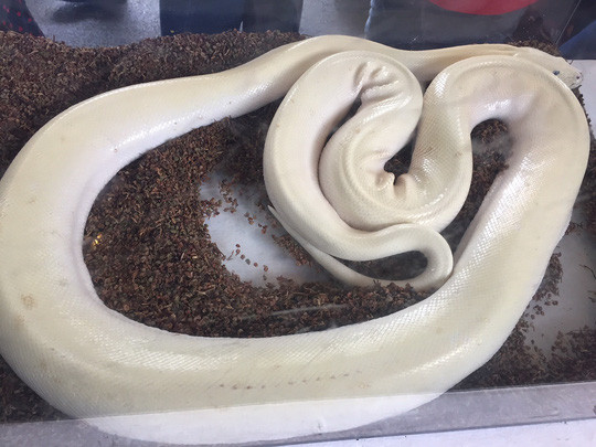 Bỏ trăm triệu mua đại bàng, cự đà làm thú cưng ảnh 4