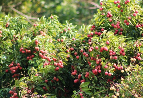 Huyện ở Hải Phòng kêu gọi mỗi công chức mua 20 kg vải thiều ảnh 1