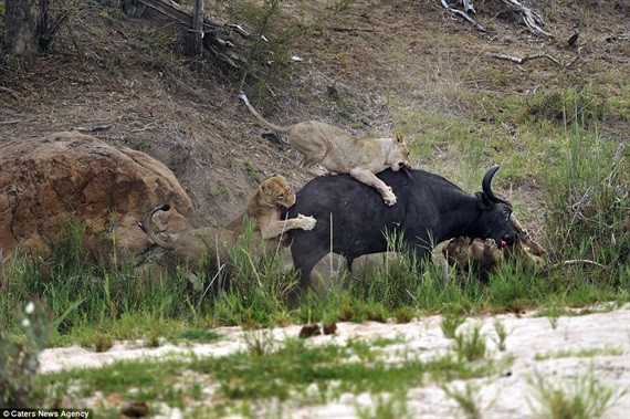 Cận cảnh sư tử cái bị trâu nước móc thủng nách ảnh 4