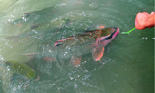 Giải mã loài cá khiến toàn dân miền tây Thanh Hóa coi trọng như thần ảnh 1