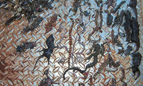 Loài mèo tàn sát một triệu bò sát mỗi ngày ở Australia ảnh 1