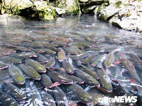 Giải mã loài cá khiến toàn dân miền tây Thanh Hóa coi trọng như thần ảnh 2