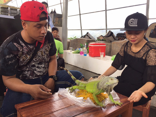 Bỏ trăm triệu mua đại bàng, cự đà làm thú cưng ảnh 5