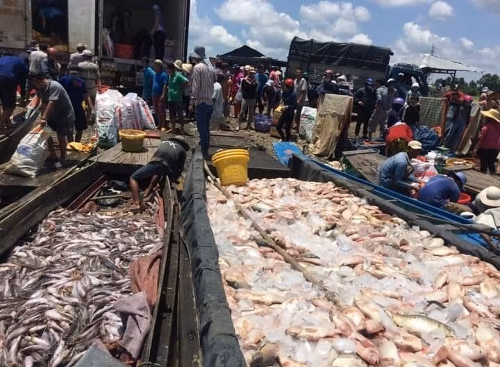 Cá nuôi bè trên sông La Ngà chết hàng loạt ảnh 2